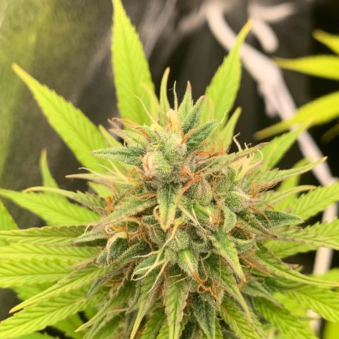 Double Cookies  growlog timeline photo