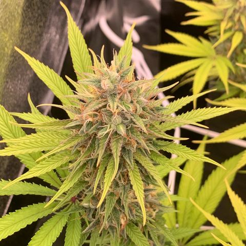 Double Cookies  growlog timeline photo