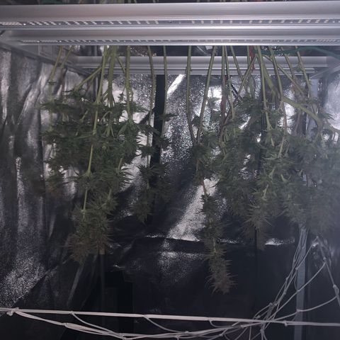 Double Cookies  growlog photo: Schwuppdiwupp 