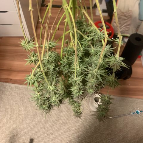 Double Cookies  growlog photo: Schwuppdiwupp 