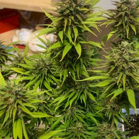 Double Cookies  growlog timeline photo