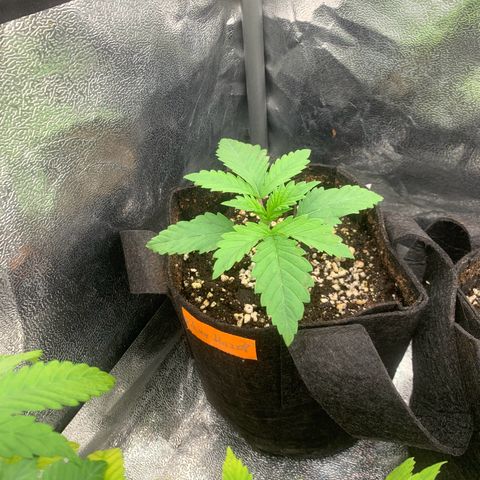 Silver haze growlog timeline photo