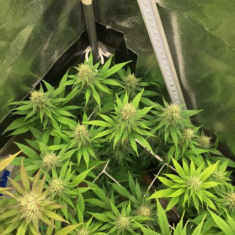 Silver haze growlog timeline photo