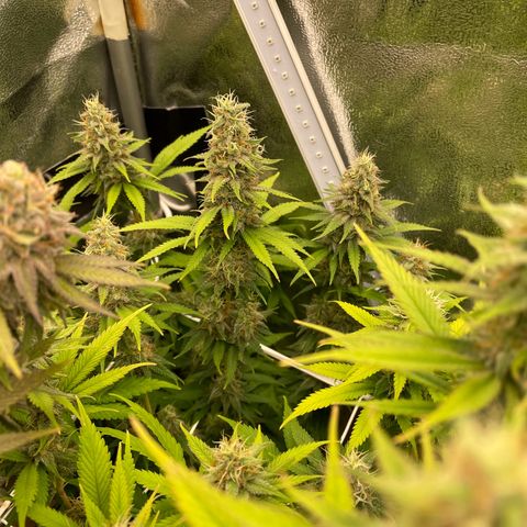 Silver haze growlog photo: Die eine ist nicht so happy. Hat auch gezwittert um mich zu ärgern...