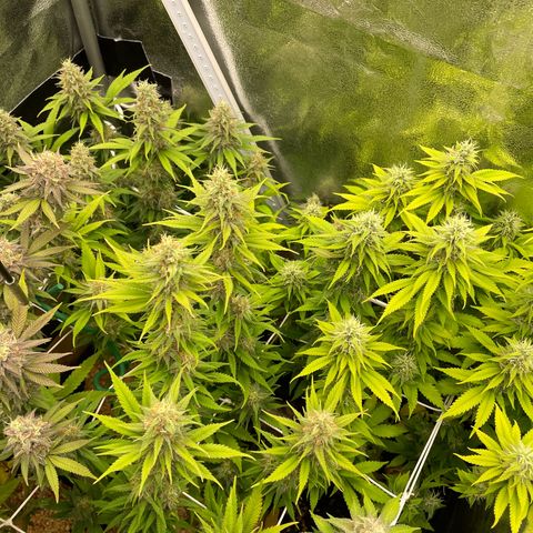 Silver haze growlog photo: Die eine ist nicht so happy. Hat auch gezwittert um mich zu ärgern...