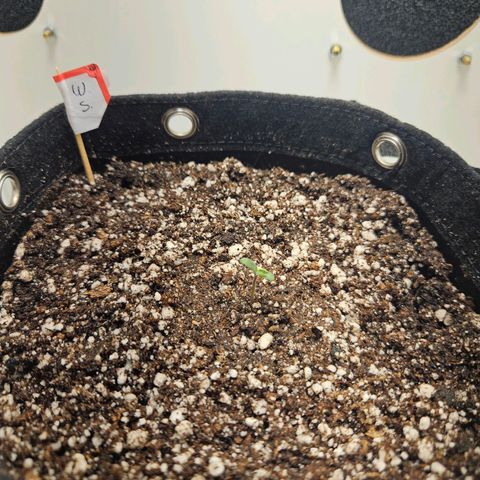 Watermelon Zkittlez growlog photo: Abertura dos cotiledones