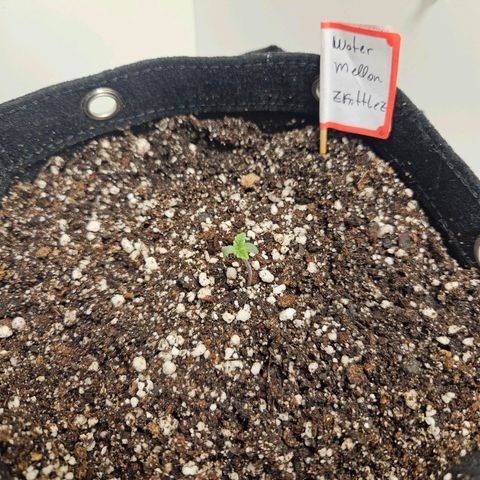 Watermelon Zkittlez growlog photo: Primeiro par de folhas reais.