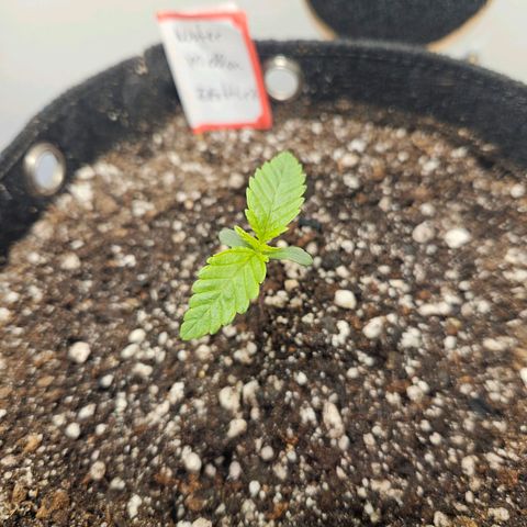 Watermelon Zkittlez growlog timeline photo