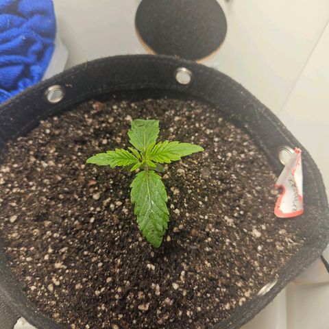 Watermelon Zkittlez growlog timeline photo