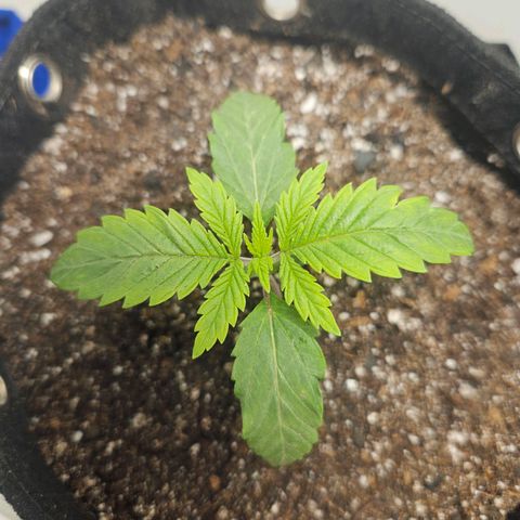 Watermelon Zkittlez growlog photo: Troca de vaso. Quase afogou