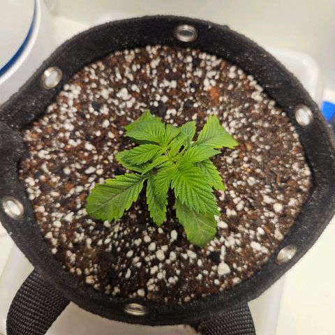 Watermelon Zkittlez growlog timeline photo
