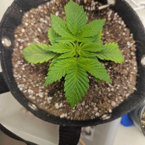 Watermelon Zkittlez growlog timeline photo