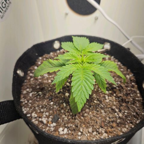 Watermelon Zkittlez growlog timeline photo