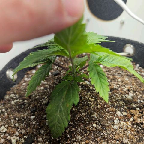 Watermelon Zkittlez growlog timeline photo