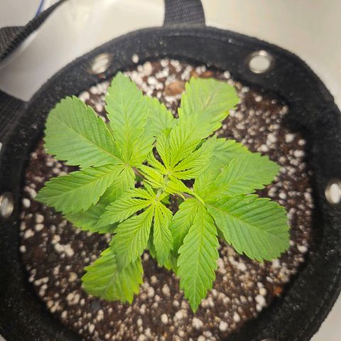 Watermelon Zkittlez growlog timeline photo