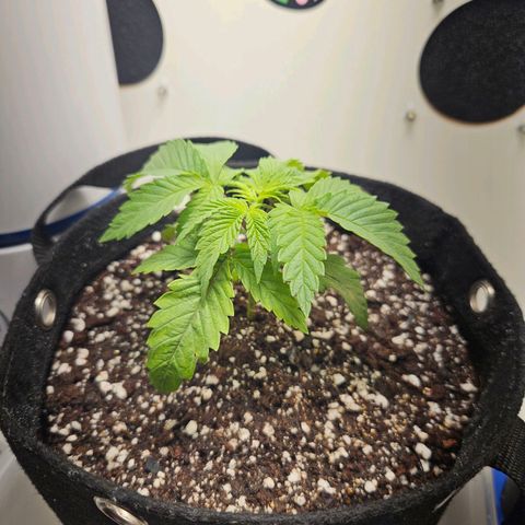 Watermelon Zkittlez growlog timeline photo