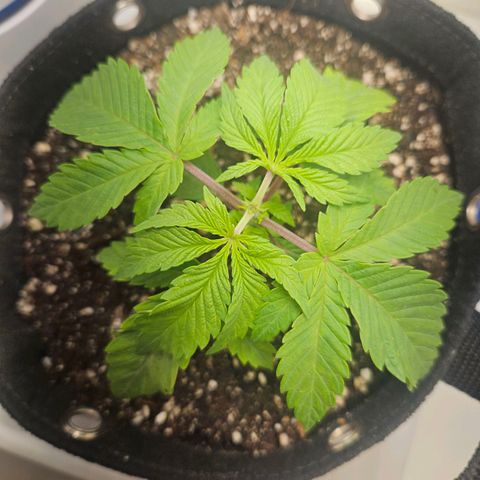 Watermelon Zkittlez growlog timeline photo