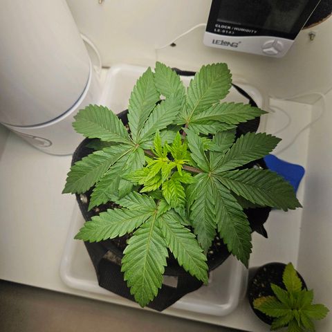 Watermelon Zkittlez growlog timeline photo