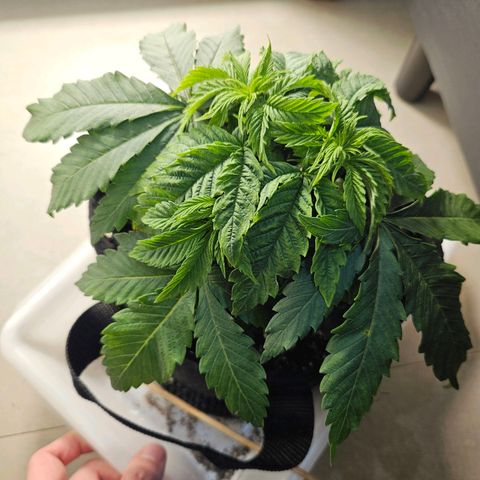Watermelon Zkittlez growlog timeline photo