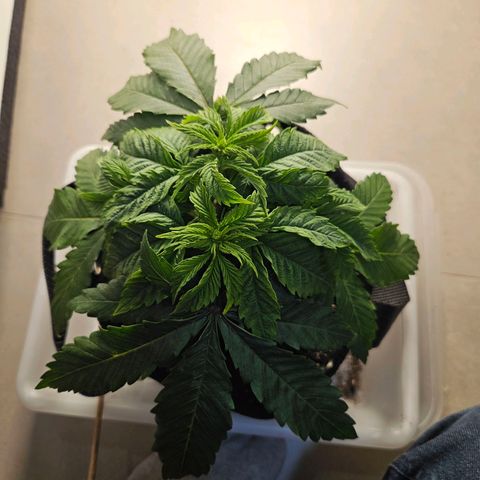 Watermelon Zkittlez growlog timeline photo