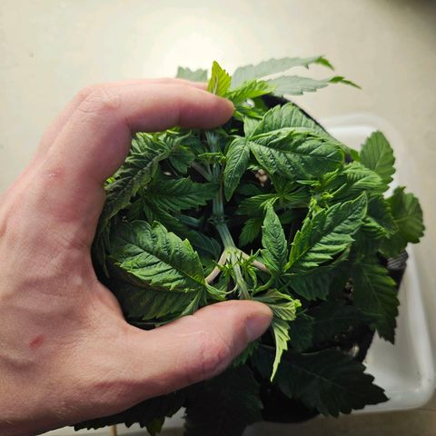 Watermelon Zkittlez growlog timeline photo
