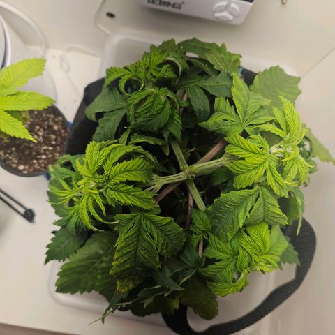 Watermelon Zkittlez growlog photo: Amarras