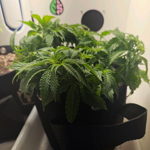 Watermelon Zkittlez growlog photo: Recuperando depois dos problemas