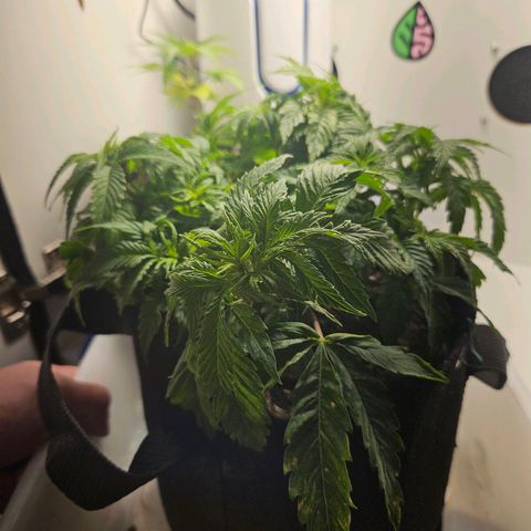 Watermelon Zkittlez growlog photo: Recuperando depois dos problemas