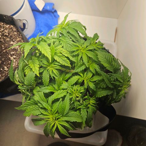 Watermelon Zkittlez growlog photo: Recuperando depois dos problemas