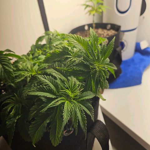 Watermelon Zkittlez growlog photo: Recuperando depois dos problemas