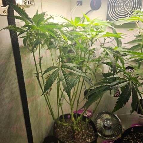 Watermelon Zkittlez growlog timeline photo