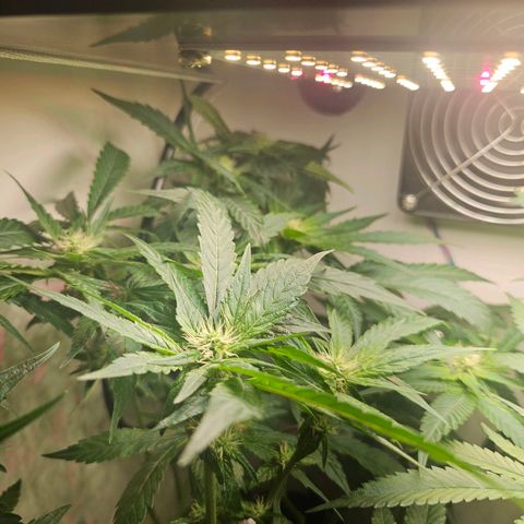Watermelon Zkittlez growlog timeline photo