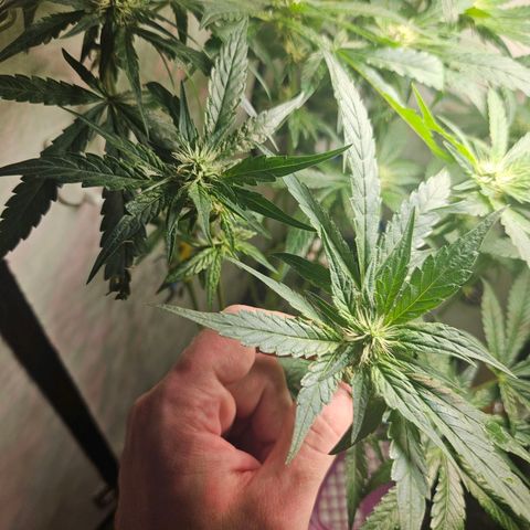 Watermelon Zkittlez growlog timeline photo