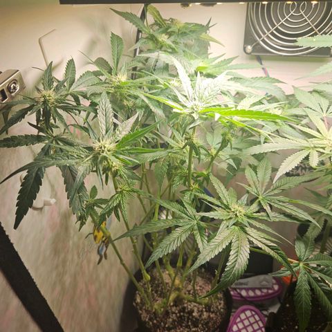 Watermelon Zkittlez growlog timeline photo