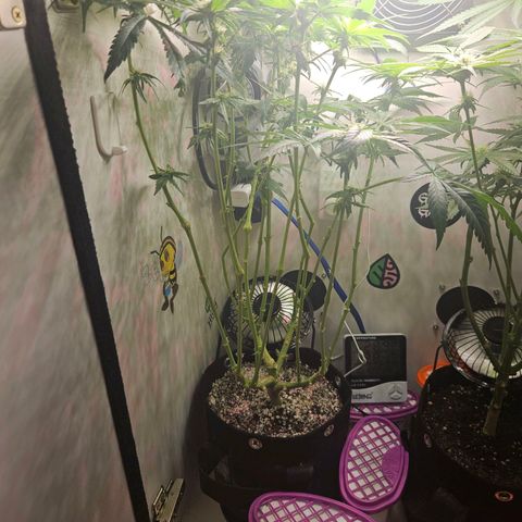 Watermelon Zkittlez growlog timeline photo