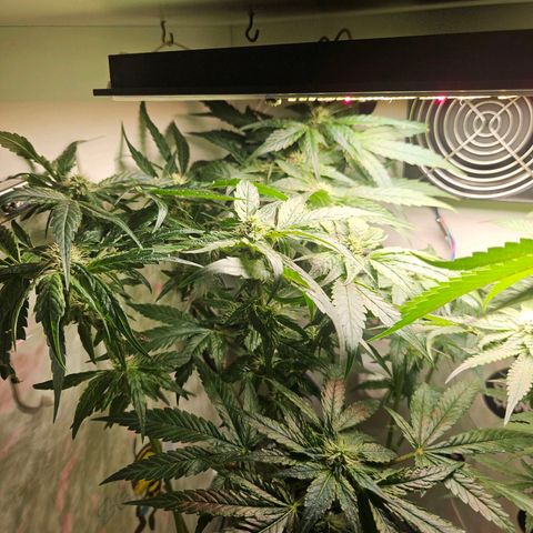 Watermelon Zkittlez growlog timeline photo