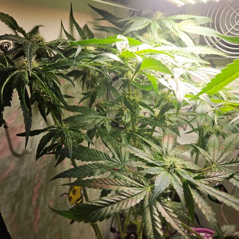 Watermelon Zkittlez growlog timeline photo