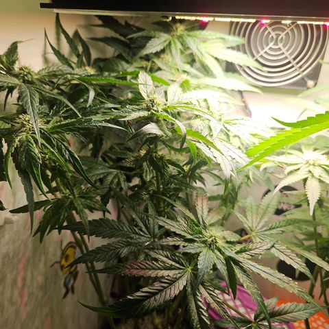 Watermelon Zkittlez growlog timeline photo
