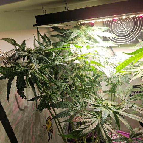 Watermelon Zkittlez growlog timeline photo