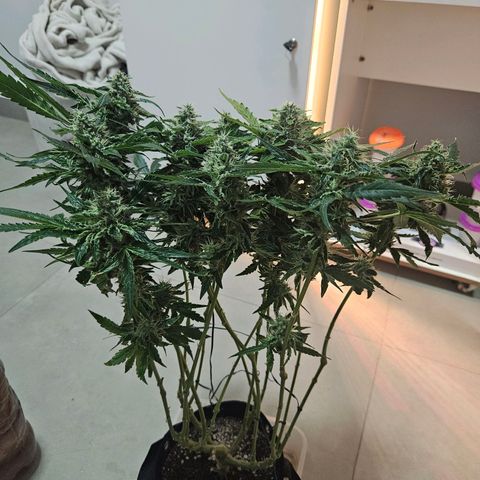 Watermelon Zkittlez growlog timeline photo
