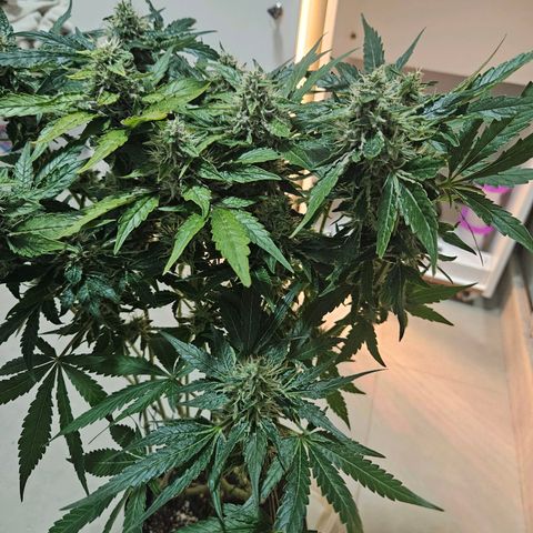 Watermelon Zkittlez growlog timeline photo