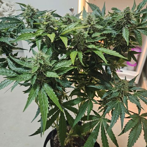 Watermelon Zkittlez growlog timeline photo