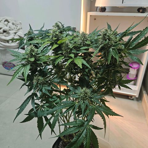 Watermelon Zkittlez growlog timeline photo