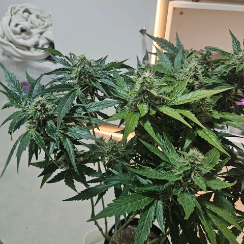 Watermelon Zkittlez growlog timeline photo
