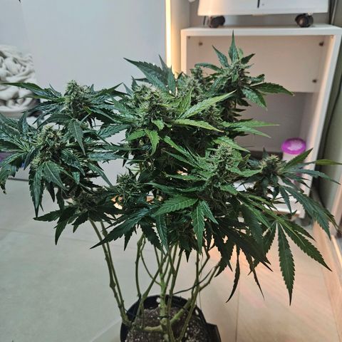 Watermelon Zkittlez growlog timeline photo