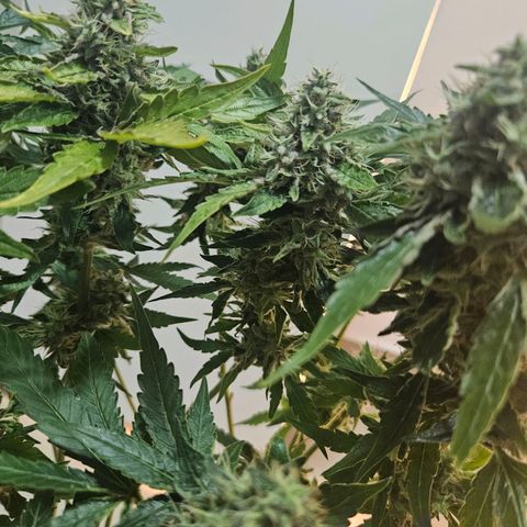 Watermelon Zkittlez growlog timeline photo