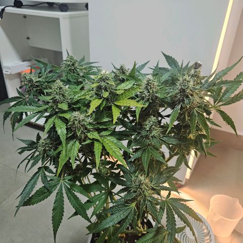 Watermelon Zkittlez growlog timeline photo