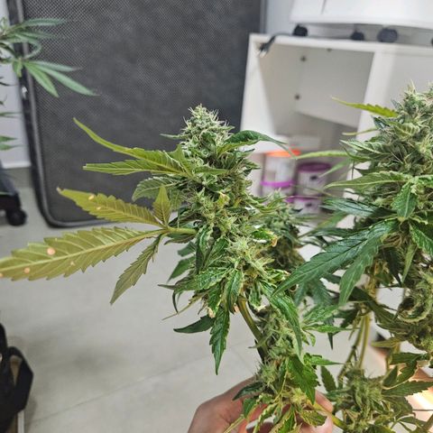 Watermelon Zkittlez growlog timeline photo