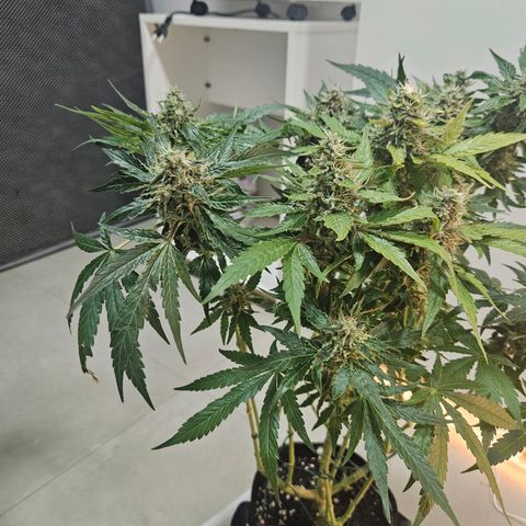 Watermelon Zkittlez growlog timeline photo