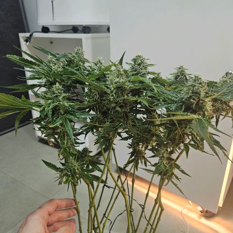 Watermelon Zkittlez growlog timeline photo